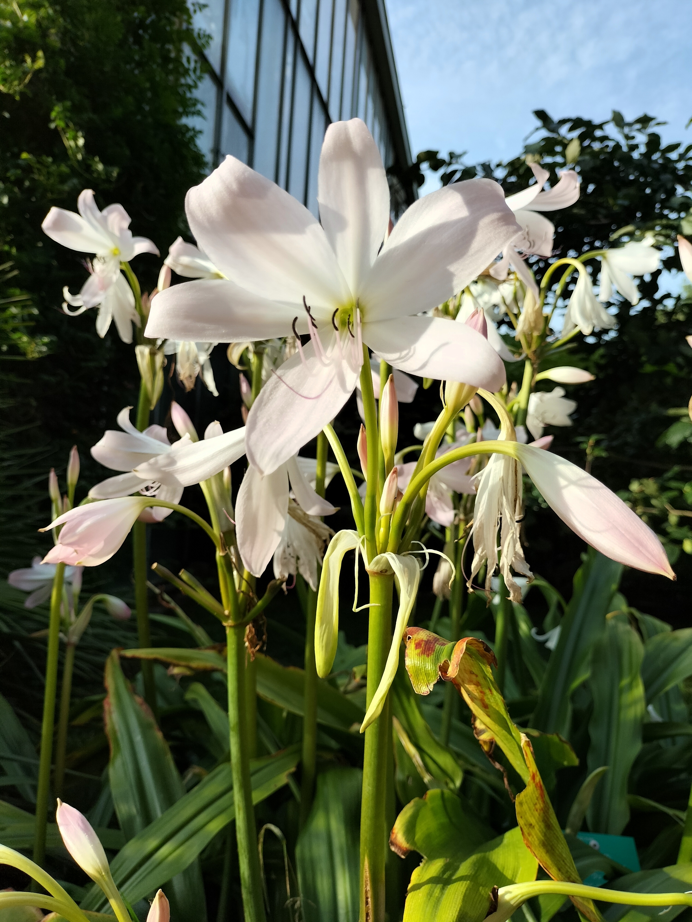 Jardin botanique de Strasbourg